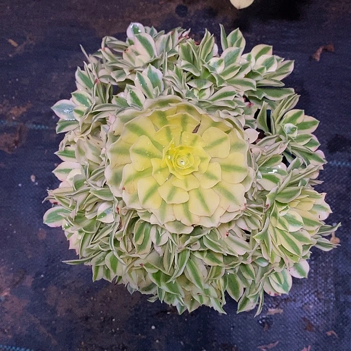 多肉植物保护研究所