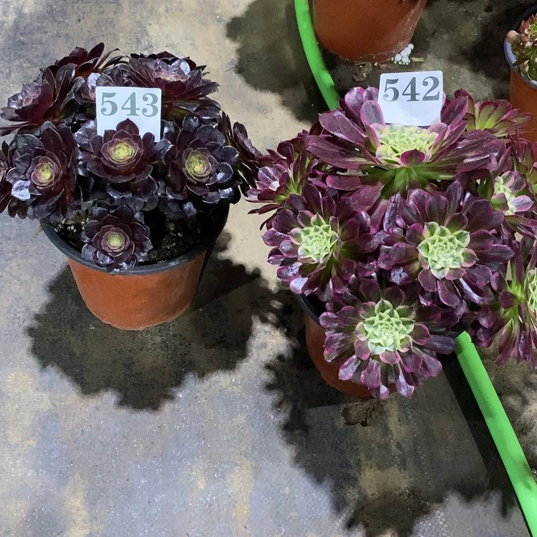鬼*偷赤焰莲天合542-543多肉法师植物
