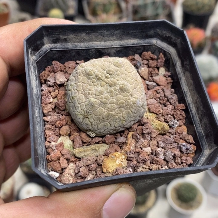 实生凝蹄玉特价福利