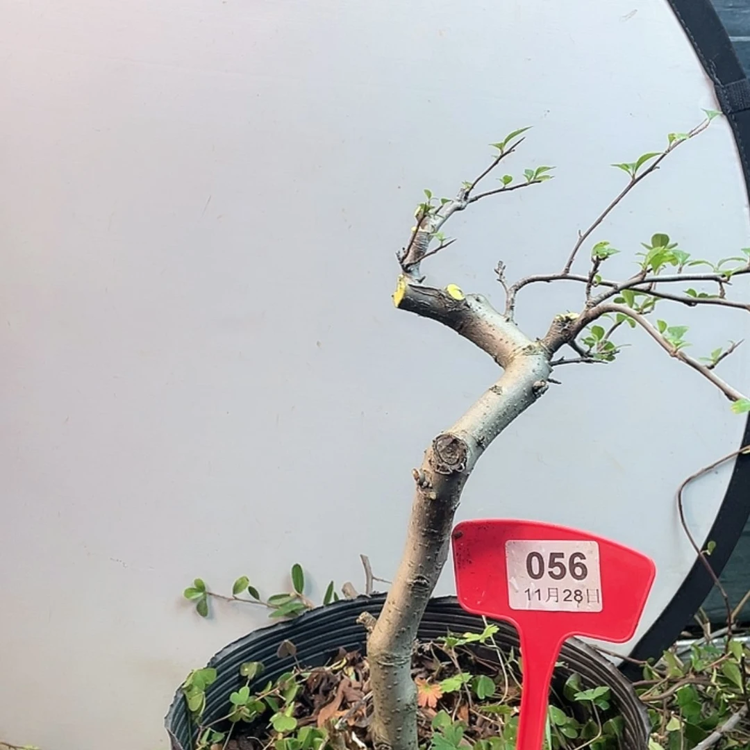 【闪购商品】无花朵056