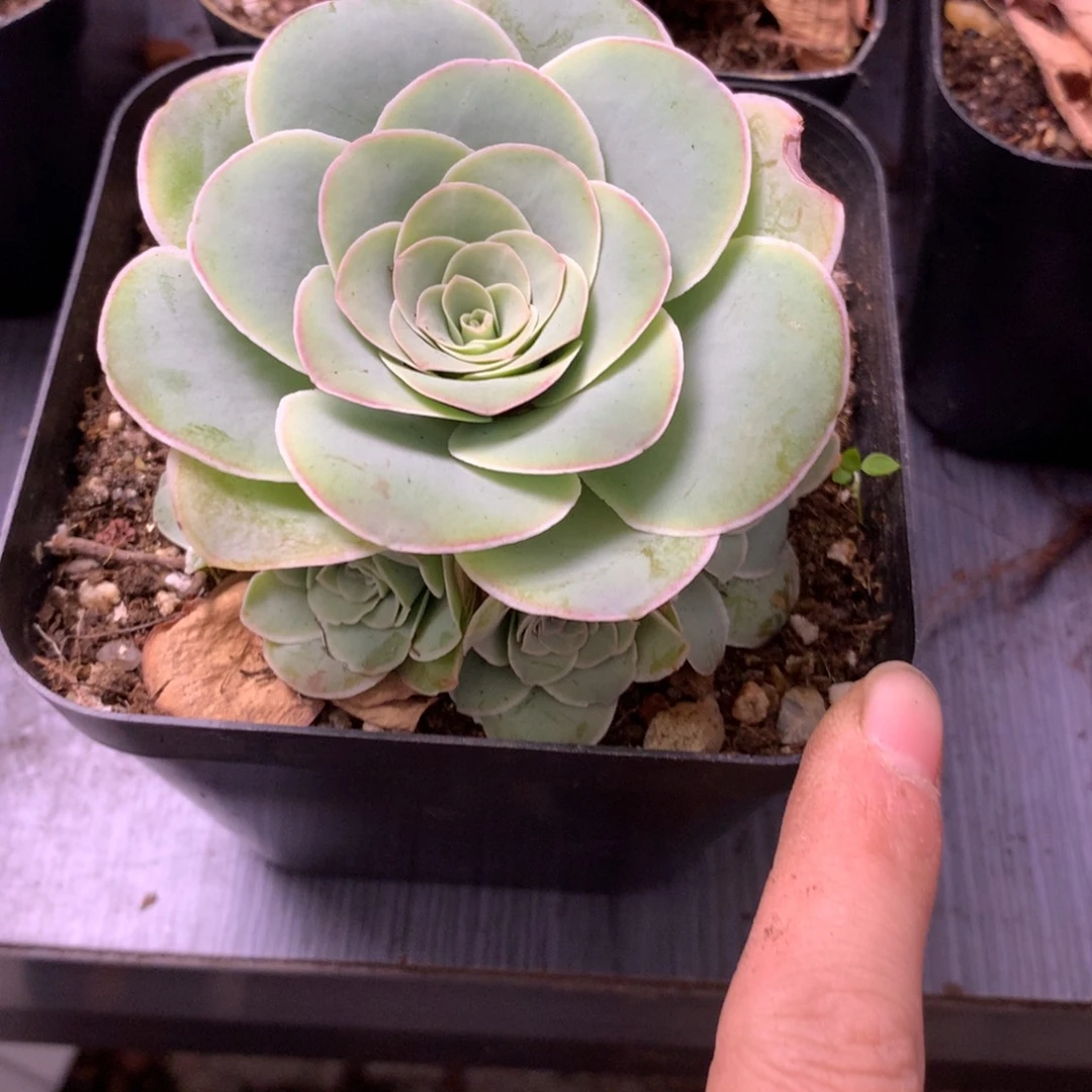 无***一物一拍星辰福利277