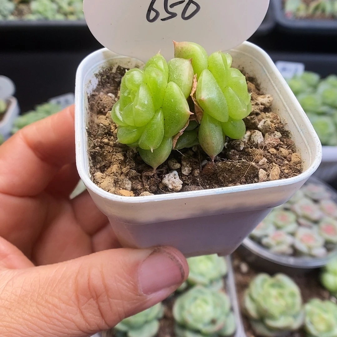 一物一拍一物一拍913-650