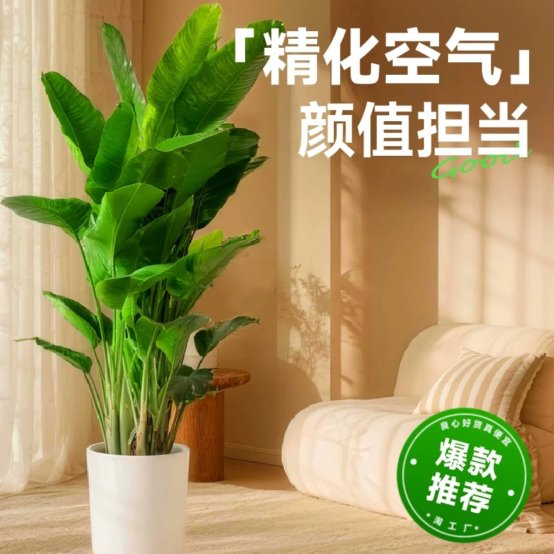 【送货上门】1.1米-1.3米A级天堂鸟盆栽室内绿植净化空气好养活