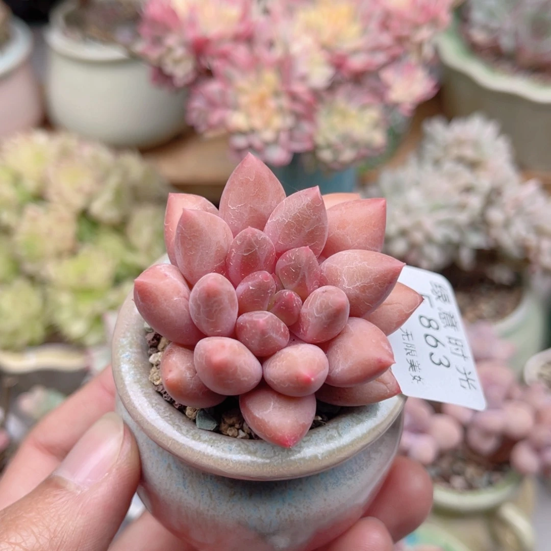 863 虞美人 带陶瓷盆发货 一物一拍