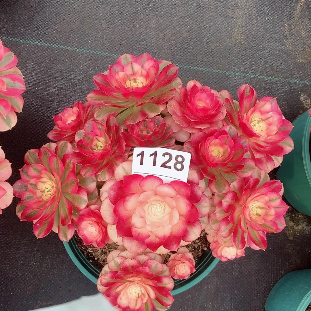 红陶1128倾城4冠服20以上