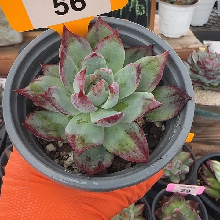 56 惊鸿仙子多肉植物