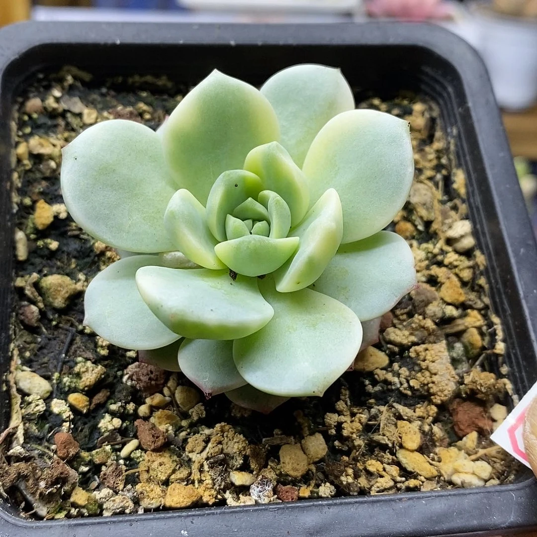 0126 香草锦多肉