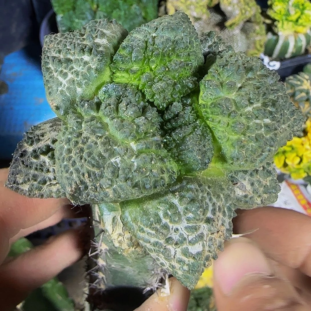 哥斯拉牡丹708仙人球