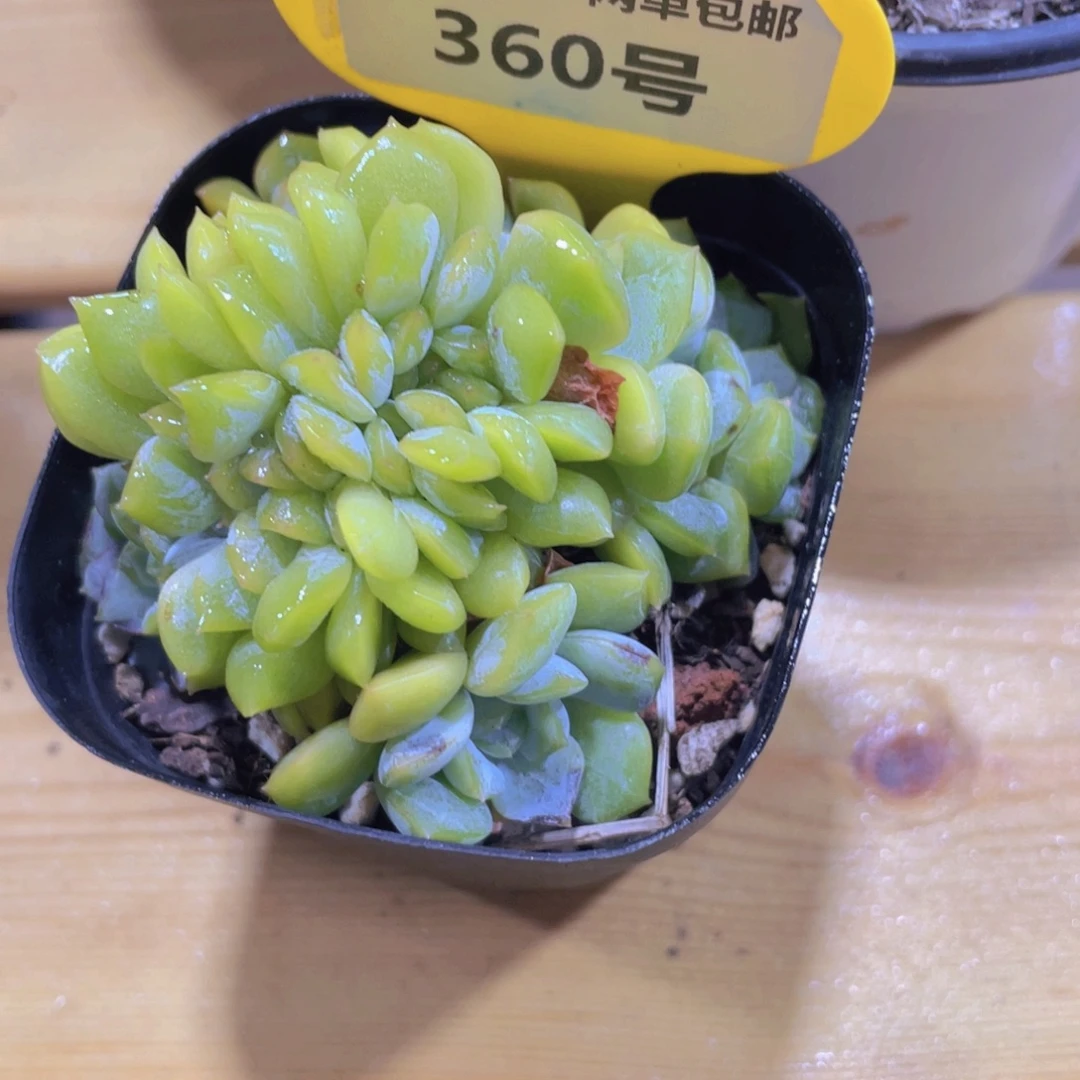 360号 龙头韩货融晶缀化