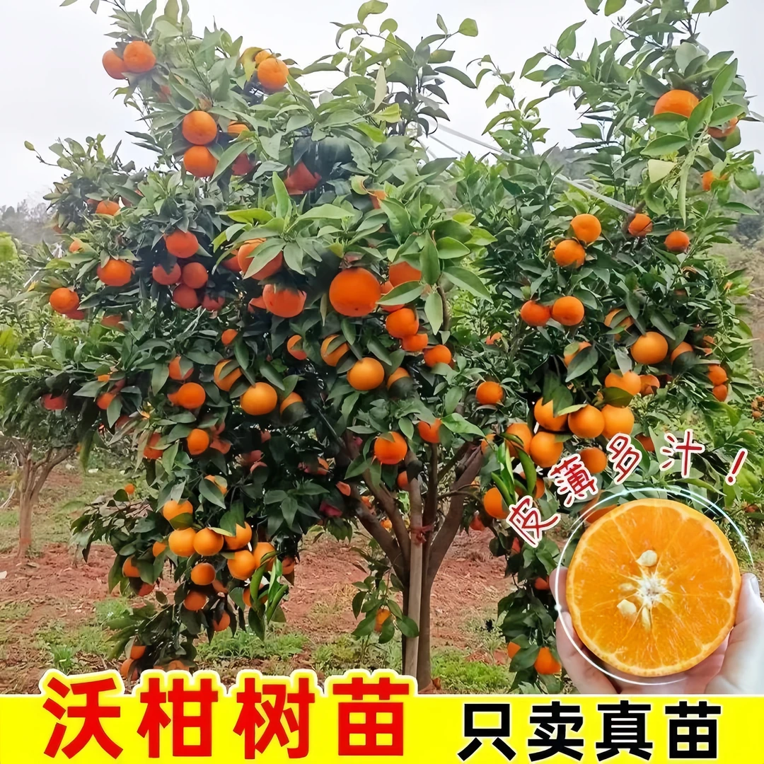 【带果带土】正宗嫁接广西沃柑树苗盆栽地栽南北方柑橘果树苗