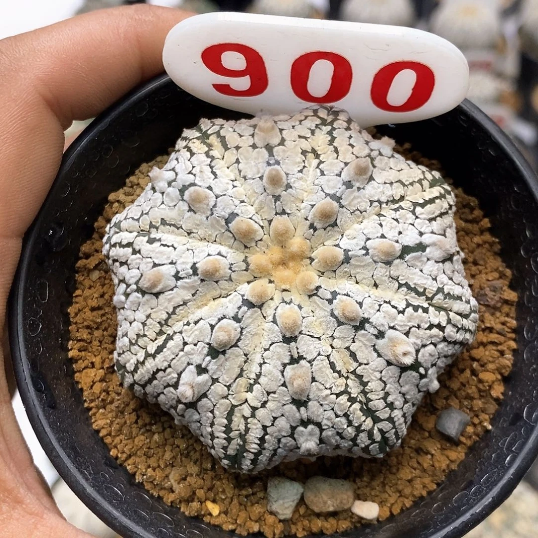 900福利特价咯打榜加油