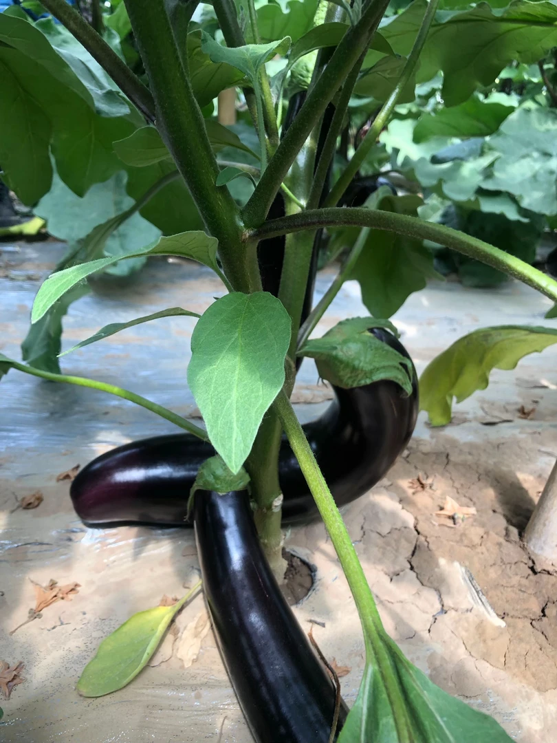 现摘新鲜绿把紫皮长茄子烧烤专用做法多样当季蔬菜