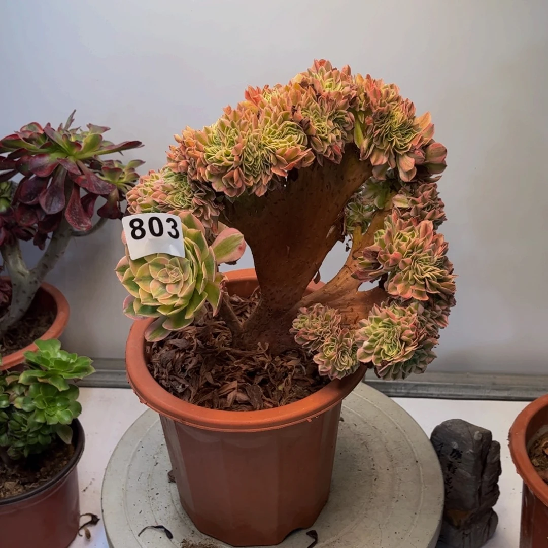 多肉植物海王缀803