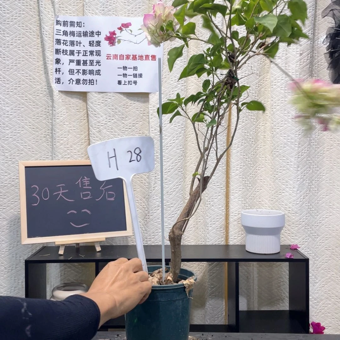 一***闲大量花朵（建议范围：8朵-15朵 或40%以上）绿樱H28