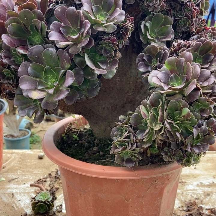 众***芹C087欧紫老桩缀化