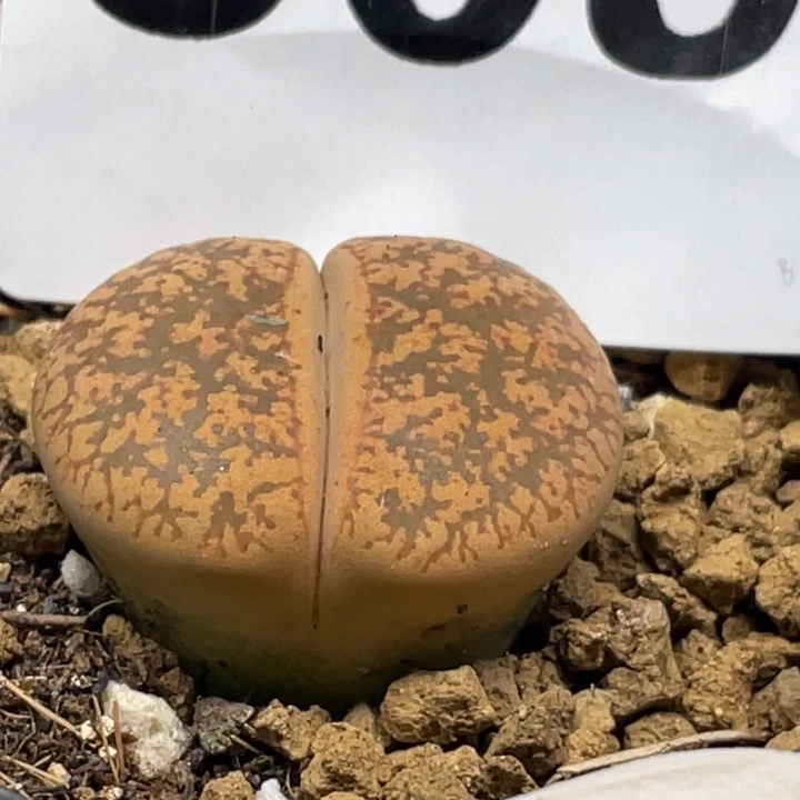 809母本紫勋llllll