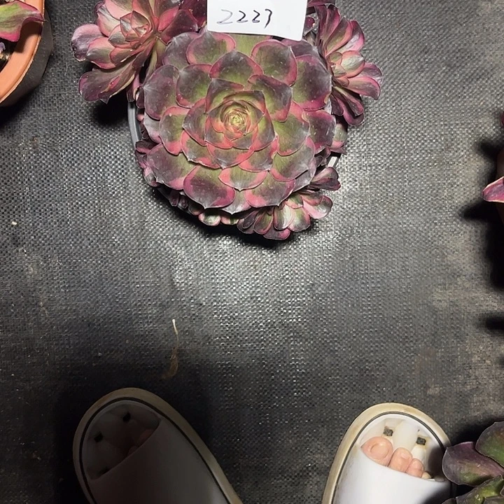 魅锦多肉植物保护2223