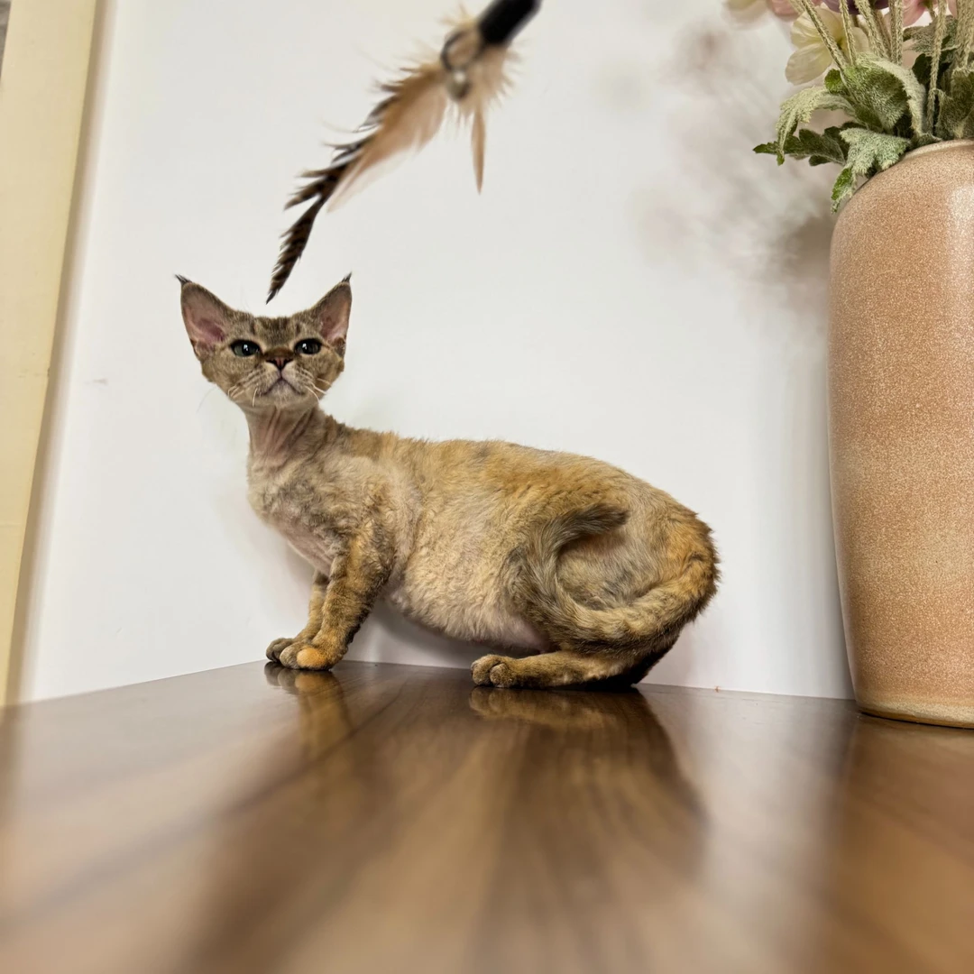 【兰特家德文】山猫色小玳德文卷毛猫妹妹