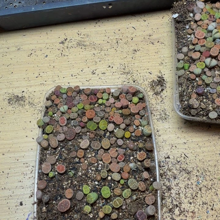 @***欢多肉植物的生长发育77