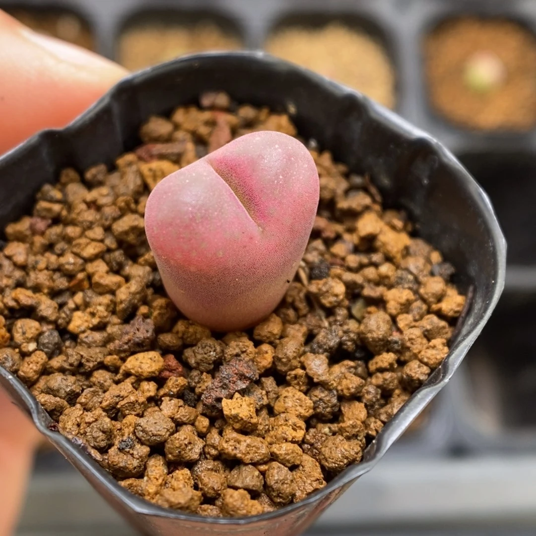 多肉植物肉锥杂交K-3774 风毛