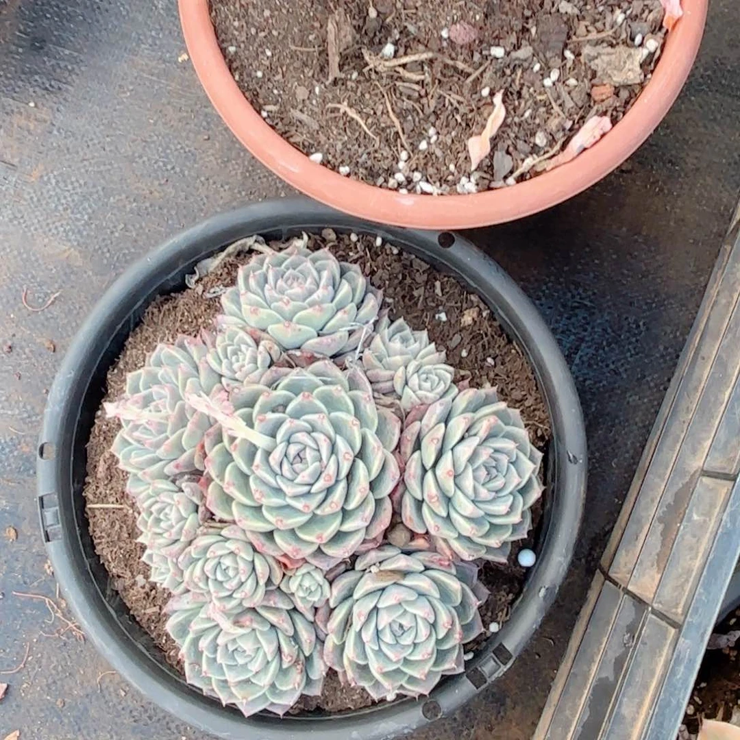 阿尔巴佳人。  16.8。