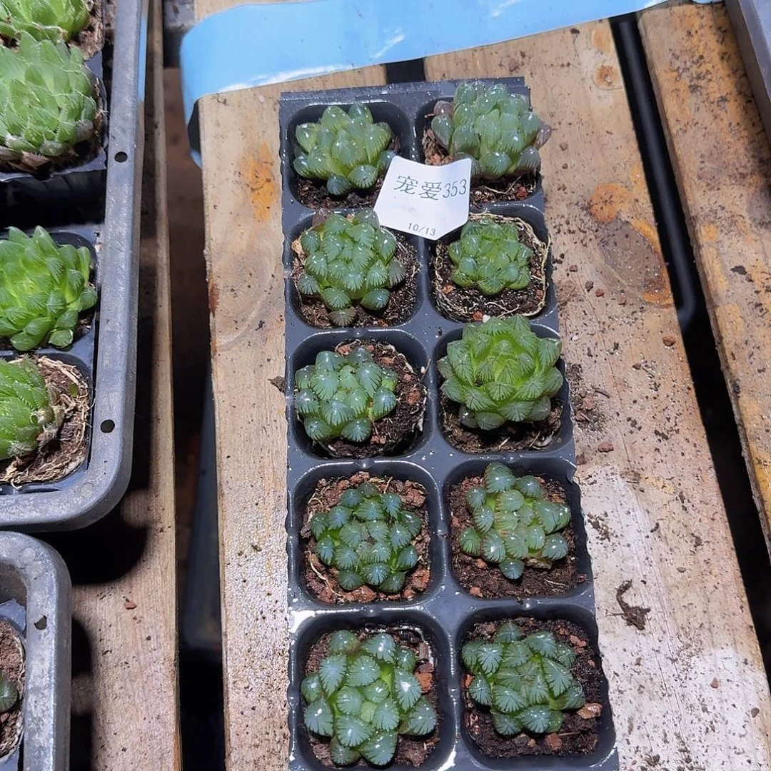 直播福利一物一拍353