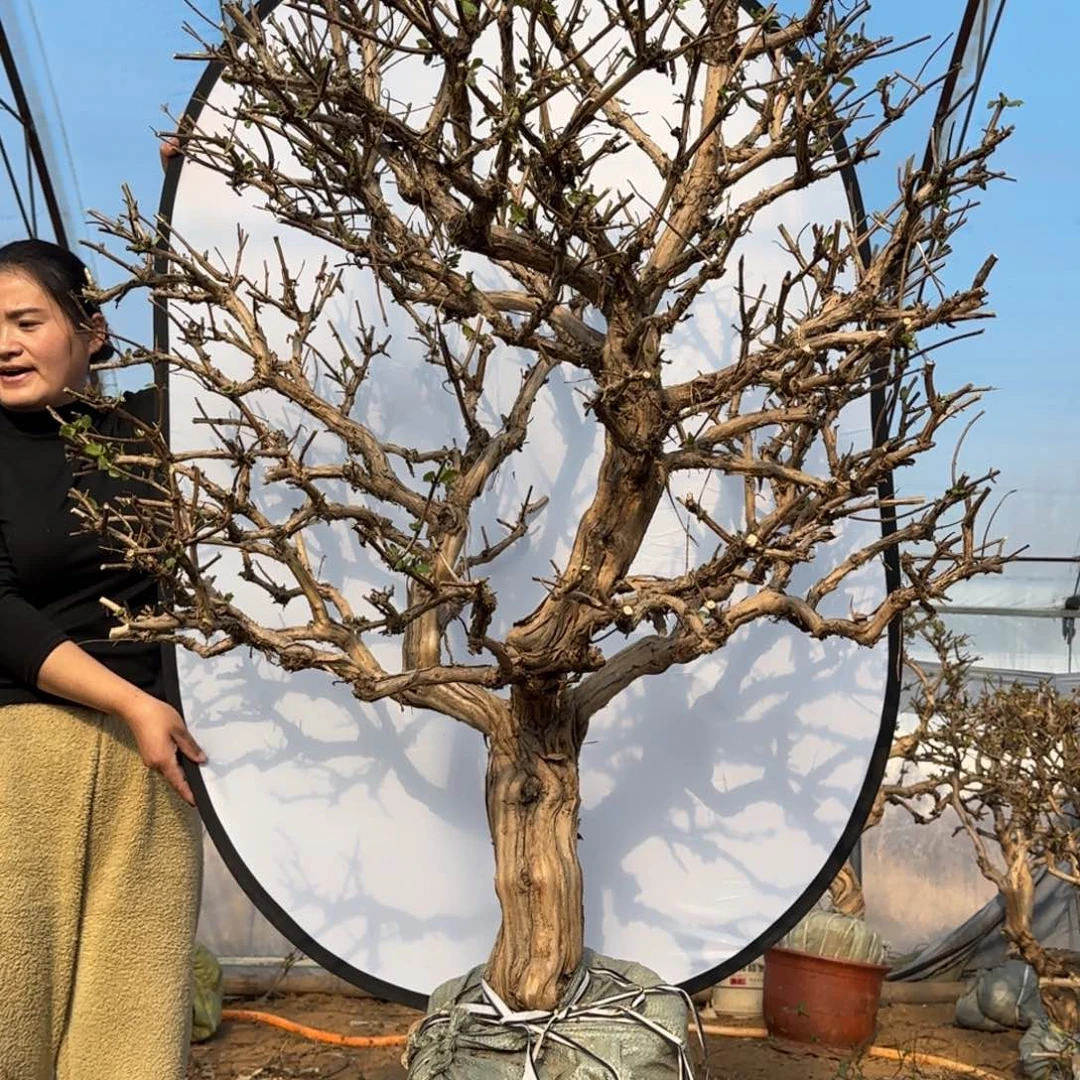 完全开放金银花233336666999