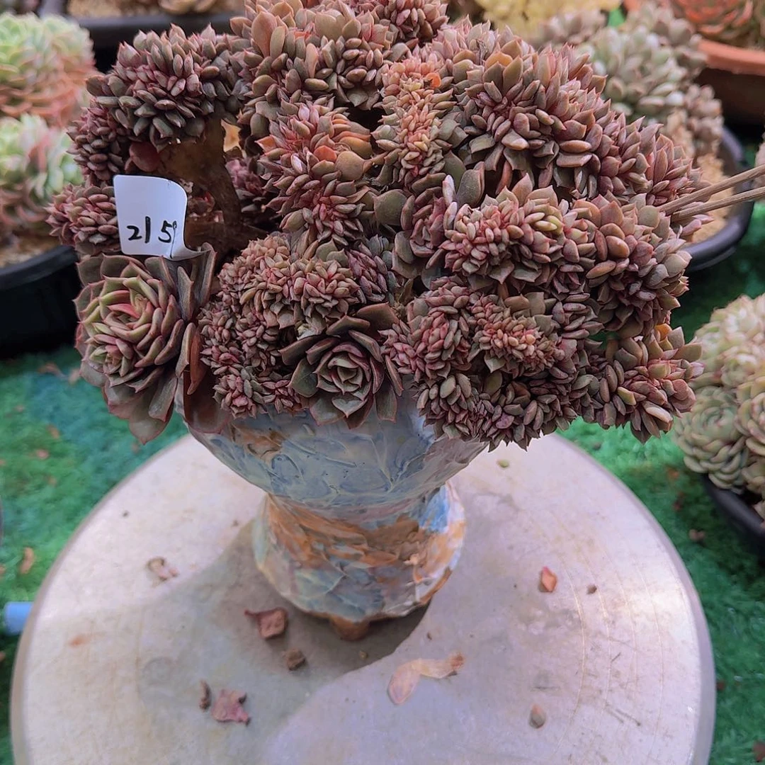 来****张2159大红袍带盆多肉