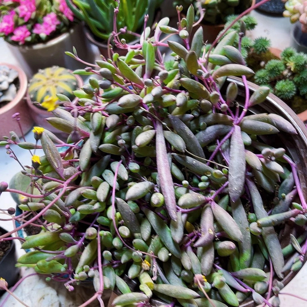 紫玄月多肉植物多肉