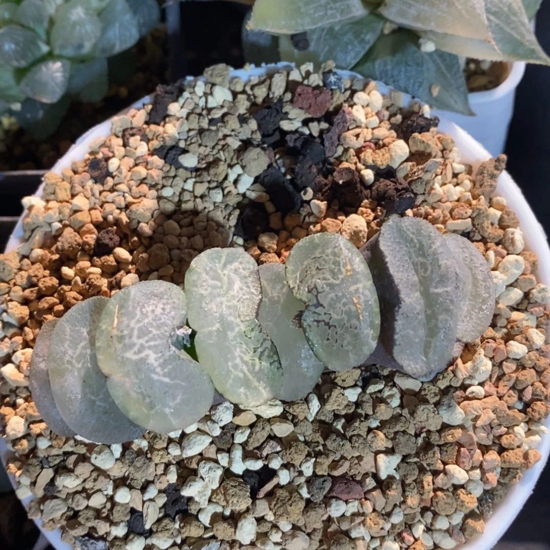 一颗大宽叶浮躁玉扇