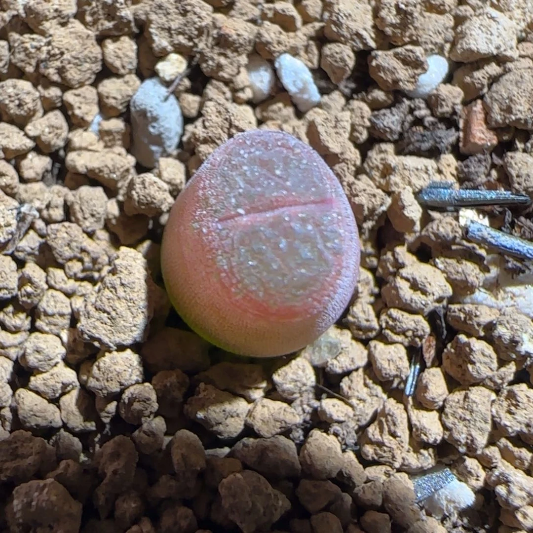 肉锥多肉植物组合-泰坦峡谷29