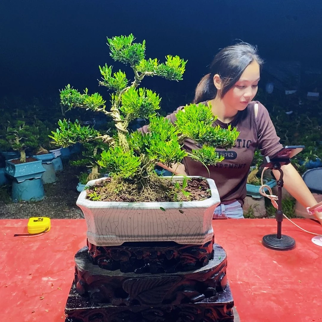 当前无花朵，栽培后可花朵