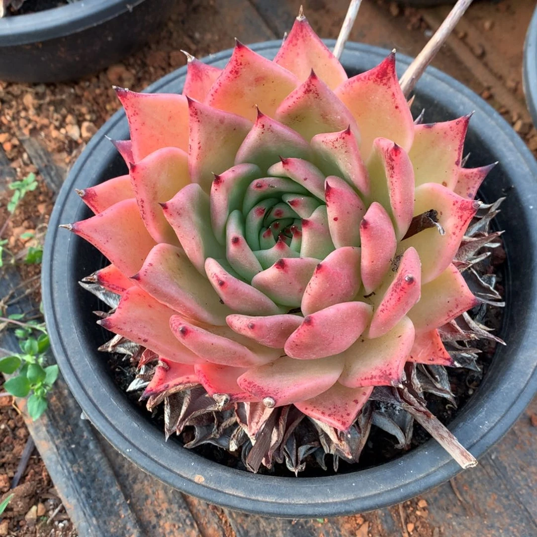 群生断枝不包售后