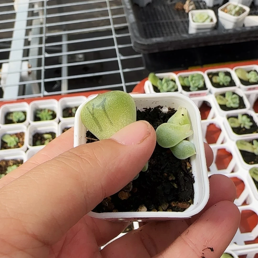 云腾叶子一个满25包邮