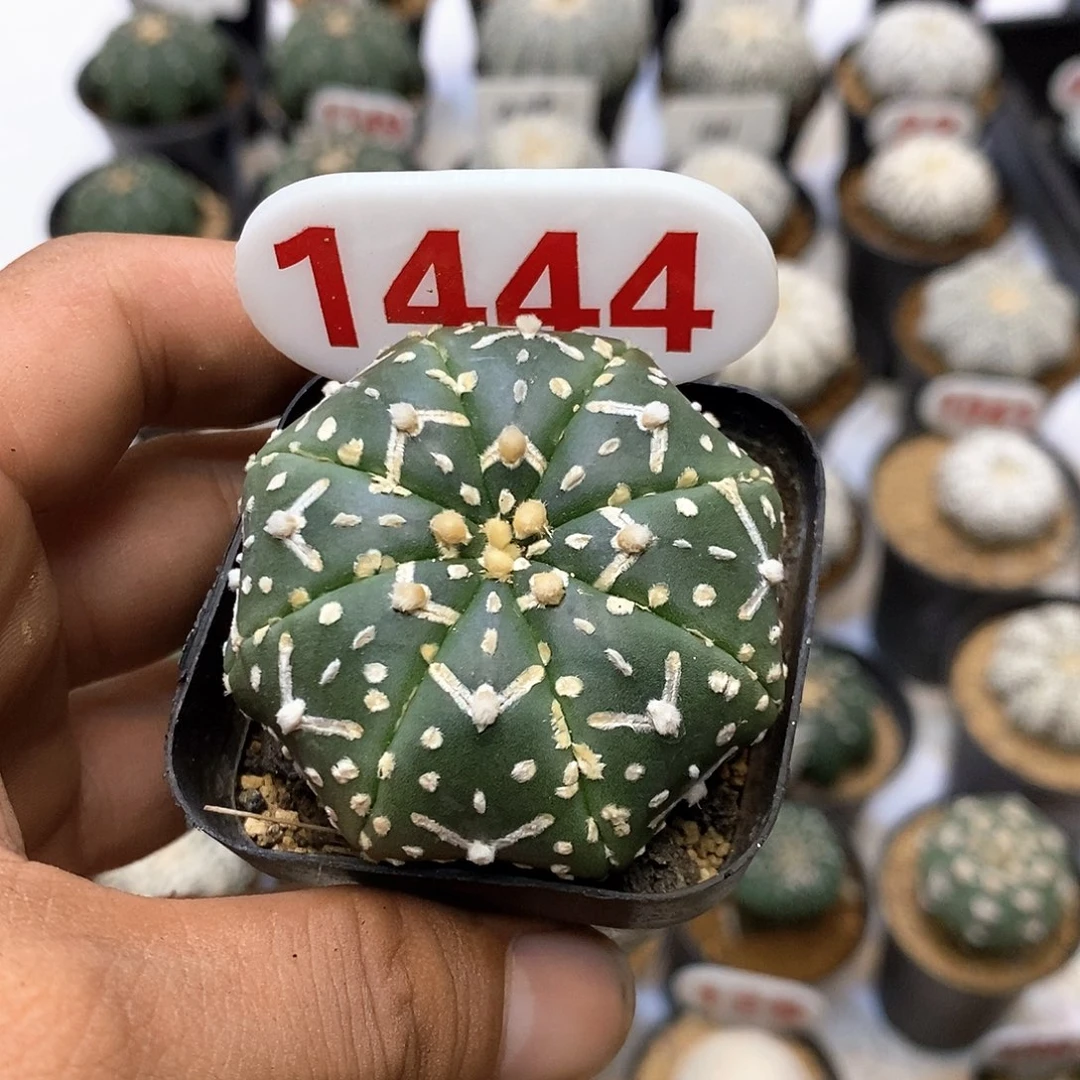 B***51444福利特价咯打特价