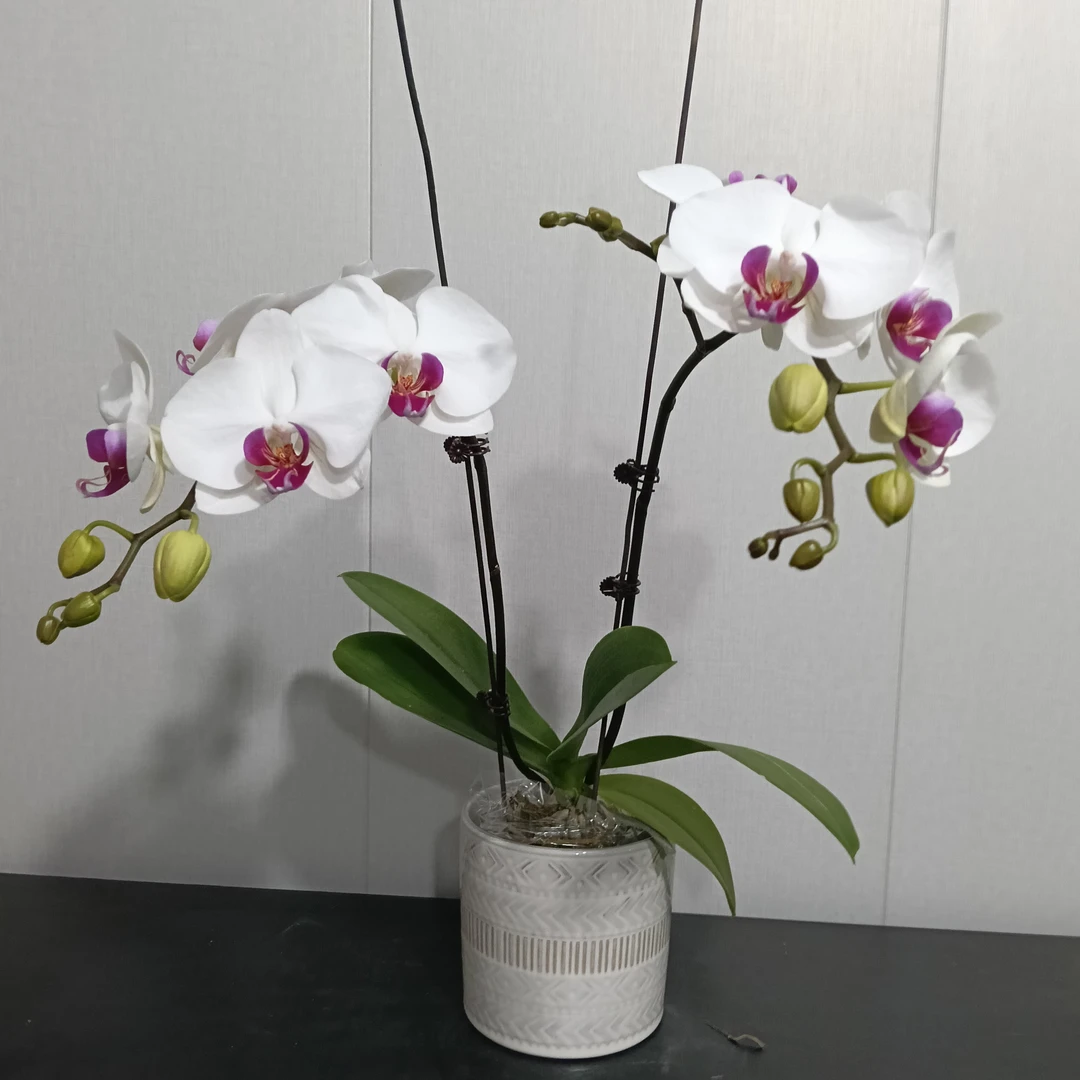 【花之漫】（红眸）3.5寸杯单剑蝴蝶兰盆栽