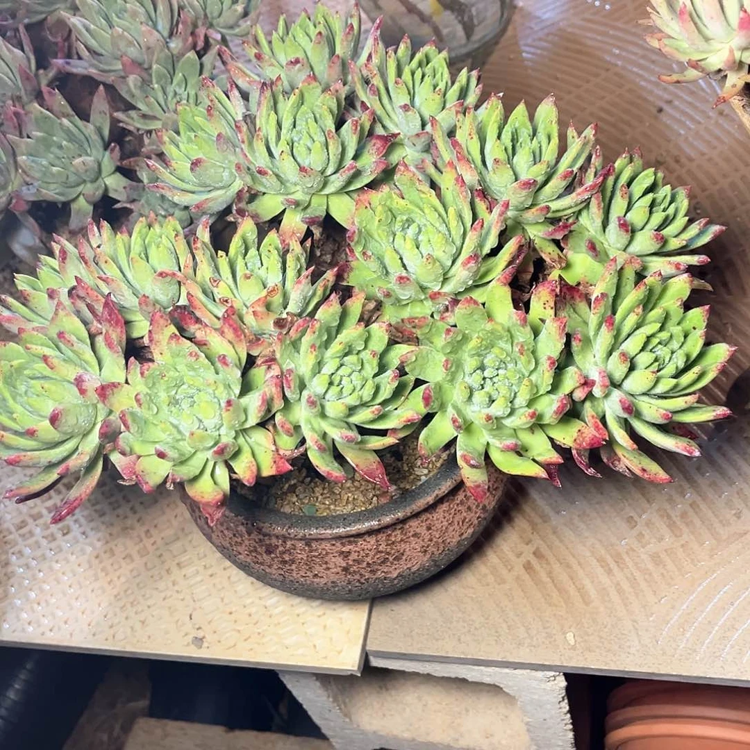 绿拇指杂交40公分