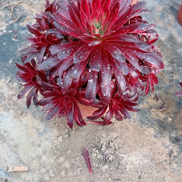 978孔雀斤多肉一样