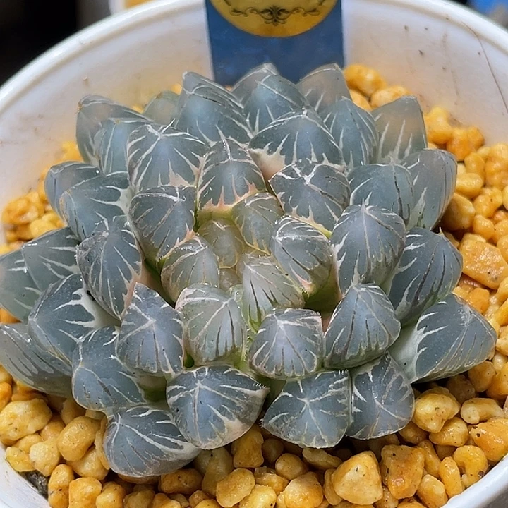 634白锦糊斑霓虹灯锦