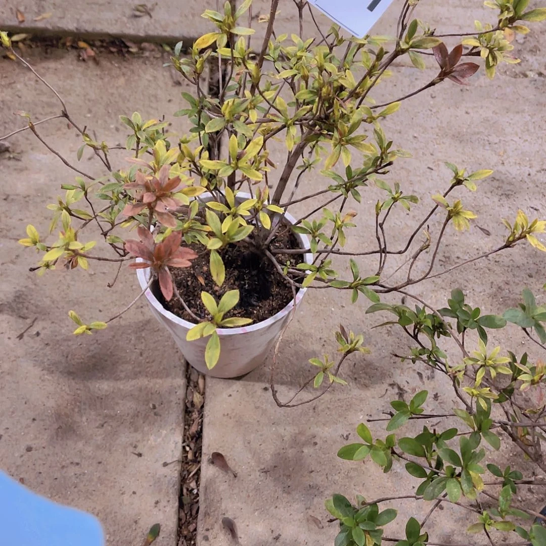 红陶直播时间一个一个