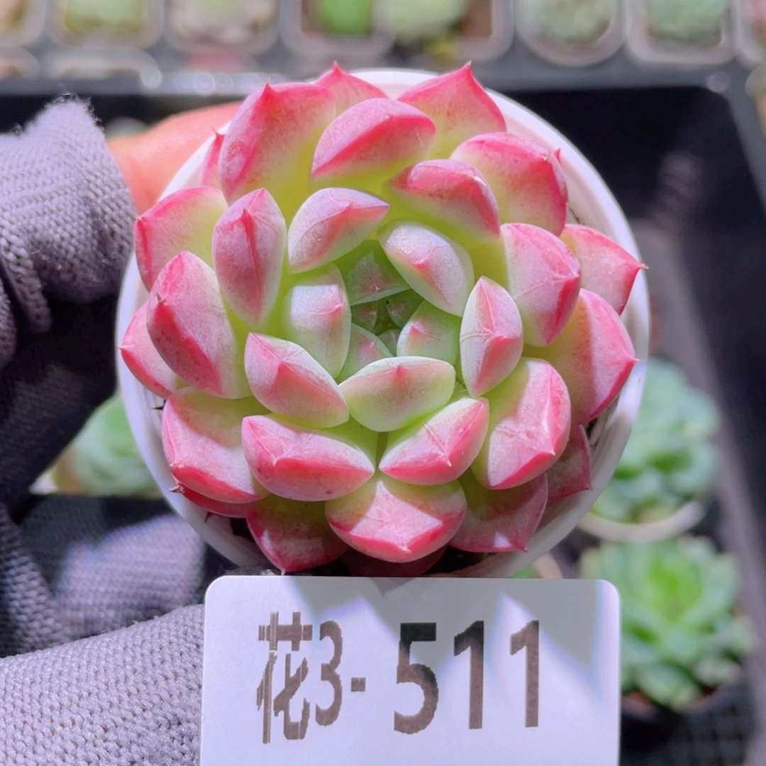 花利美3- 511白桃汽水