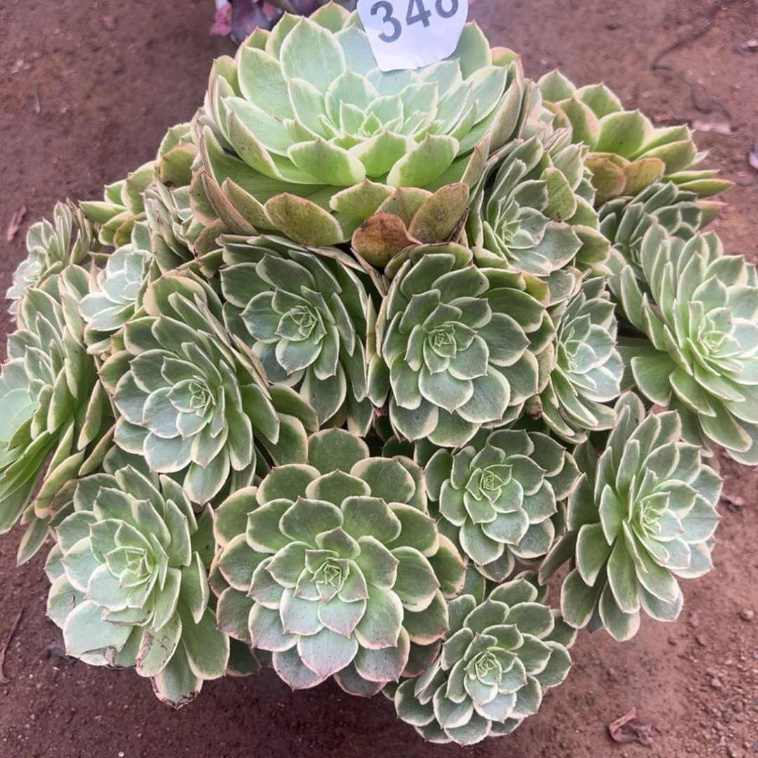 粉花妖多肉法师348号