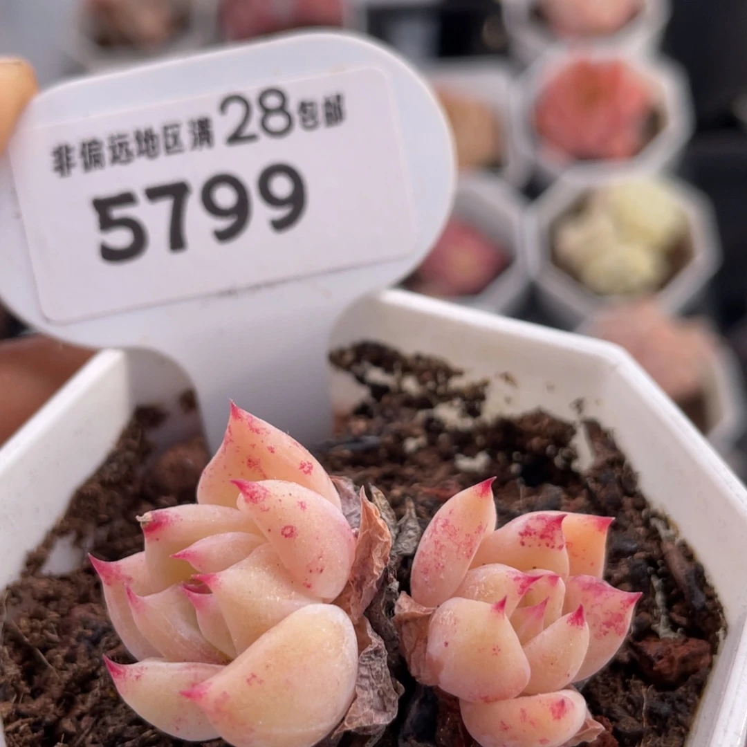 白拉糖5799-4.0厘米