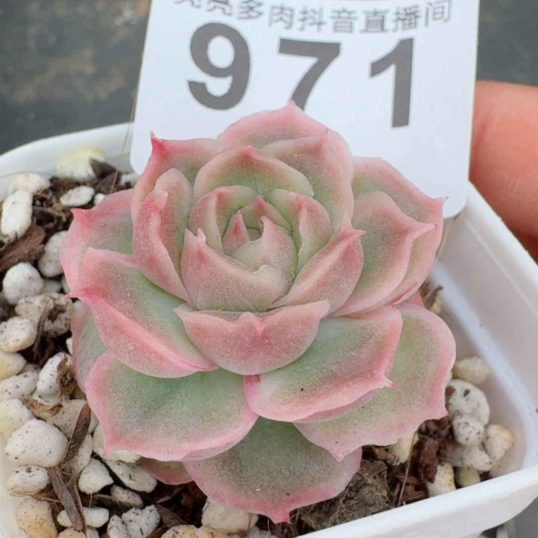 水晶虾饺         精品多肉