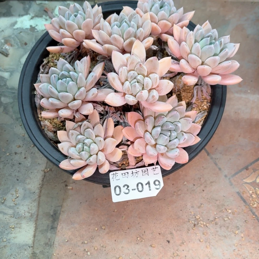 0****003.19美人系多肉