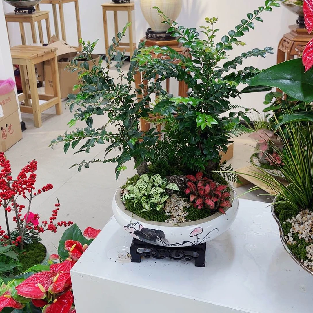 完全开放高端盆景一物一拍