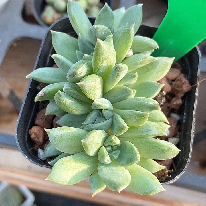 多肉植物幻影美人人750