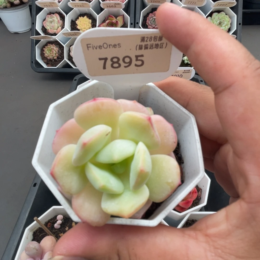 7895香草 4.5厘米