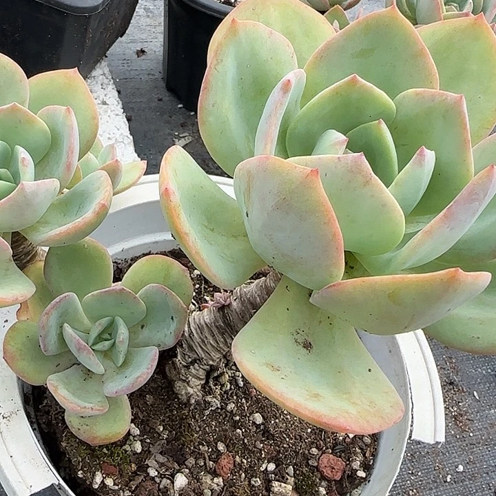 ?***?720果冻凤血凤脱土发货叶片有瑕