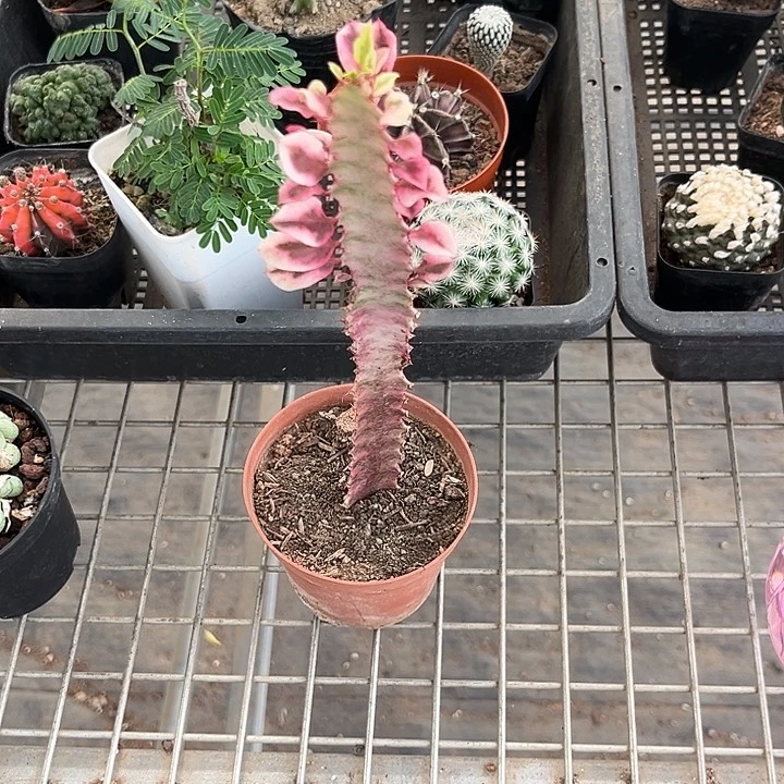 血***a我也不知道我为什么要